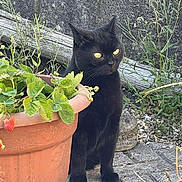 Misty joined the competition — help win amazing prizes! black_cat, cat, plant, strawberry, flower_pot, terracotta_pot, green_leaves, garden, stone_wall, pebbles, outdoor, animal, pet, feline, sitting, nature, curious, yellow_eyes, ground, daylight
