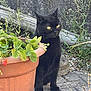 black_cat, cat, plant, strawberry, flower_pot, terracotta_pot, green_leaves, garden, stone_wall, pebbles, outdoor, animal, pet, feline, sitting, nature, curious, yellow_eyes, ground, daylight