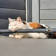 Kila a rejoint le concours — aidez-le/la à gagner de superbes lots ! angora, animal, architecture, building, cat, door, house, housing, indoors, kitten, manx, outdoors, person, pet, plant, porch, pottedplant, shelter, sleeping, wood