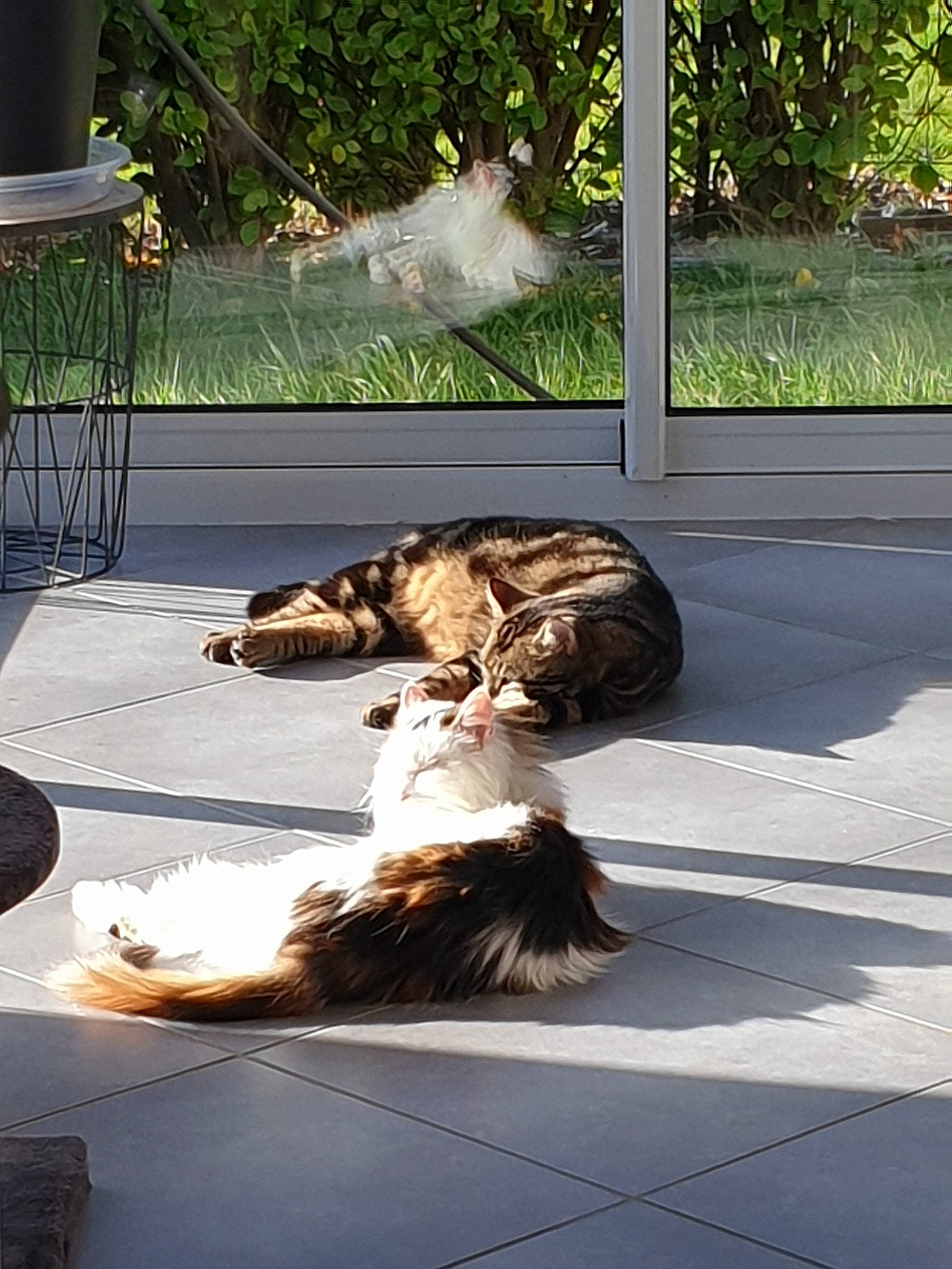 Skat a rejoint le concours — aidez-le/la à gagner de superbes lots ! canidae, carnivore, cat, dog_breed, fur, plant, road, snapshot, sporting_group, tail