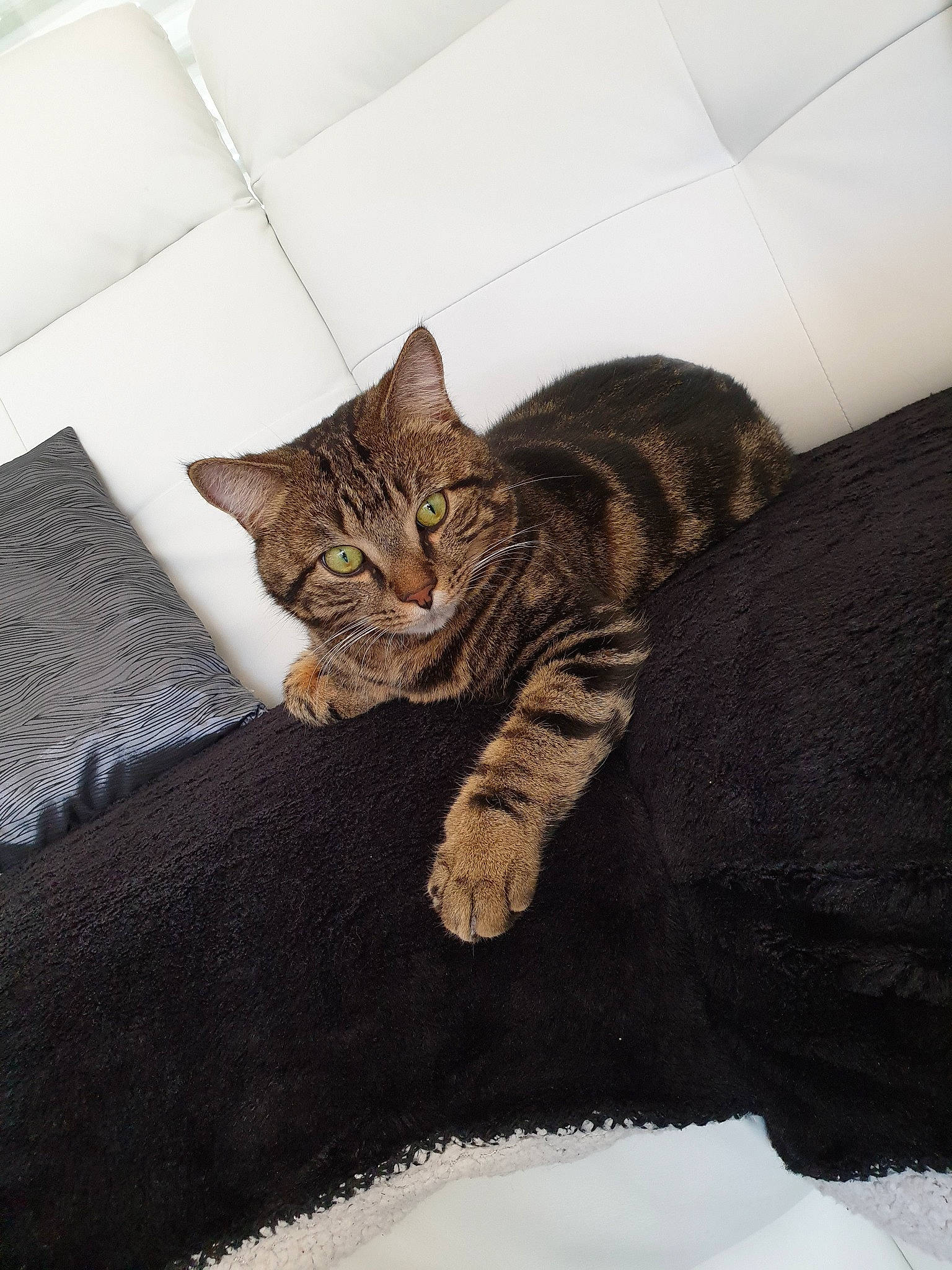 Skat participe au concours pour gagner de l'argent avec cette photo : american_shorthair, asian, bengal, california_spangled, carnivore, cat, domestic_short_haired_cat, dragon_li, european_shorthair, felidae, fur, kitten, mammal, ocicat, pillow, pixie_bob, small_to_medium_sized_cats, tabby_cat, toyger, whiskers