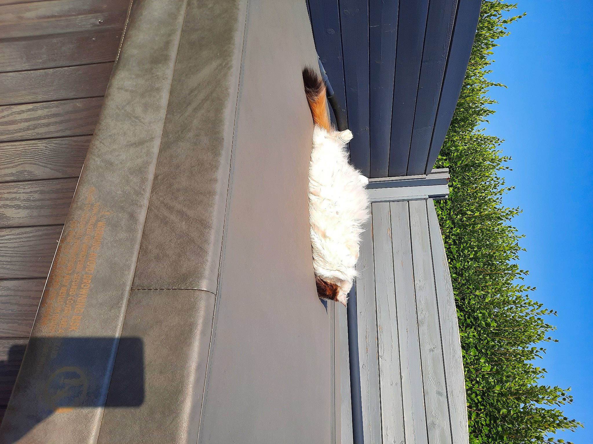 Kyla participe au concours pour gagner de l'argent avec cette photo : beak, bird, dress, facade, feather, fur, grass, house, leisure, reflection, road_surface, roof, shadow, sky, tail, tints_and_shades, tree, water_bird, wing, wood