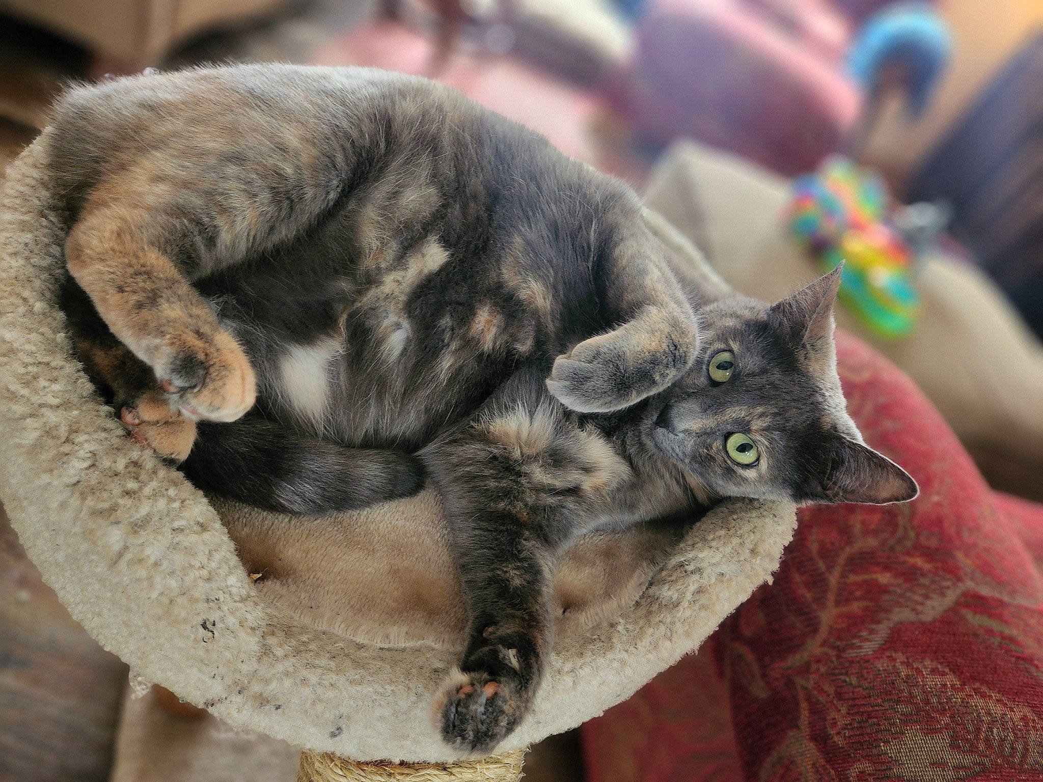 Avery is registered to the contest to win money with this photo: carnivore, cat, cat_toy, claw, domestic_short_haired_cat, felidae, fur, paw, russian_blue, small_to_medium_sized_cats, snout, tail, terrestrial_animal, whiskers