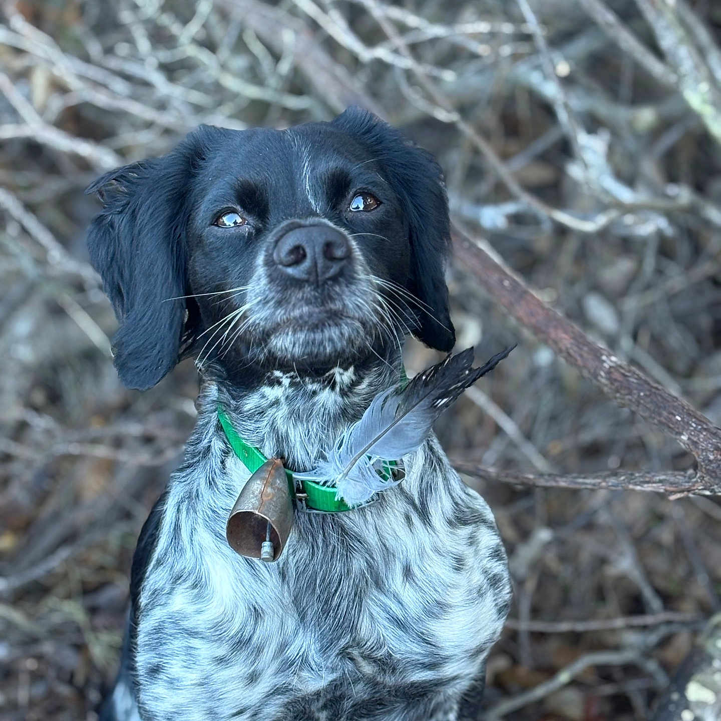 Tiara participe au concours pour gagner de l'argent avec cette photo : alert, animal, bell, black_and_white, branches, closeup, collar, dog, expression, feather, forest, fur, muzzle, nature, outdoor, pet, portrait, sitting, whiskers, wild
