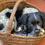 Tiara a rejoint le concours — aidez-le/la à gagner de superbes lots ! puppy, dog, basket, woven, black_and_white, cute, pet, animal, fur, portrait, looking, indoors, floor, tile, closeup, snug, resting, young, eyes, nose