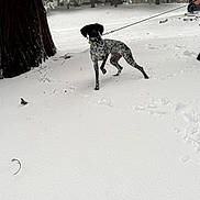 Pepper joined the competition — help win amazing prizes! black_and_white, canine, cold, collar, dog, footprints, forest, leash, nature, outdoors, park, pet, pine_tree, playful, snow, spotted_dog, standing, tree, tree_trunk, winter