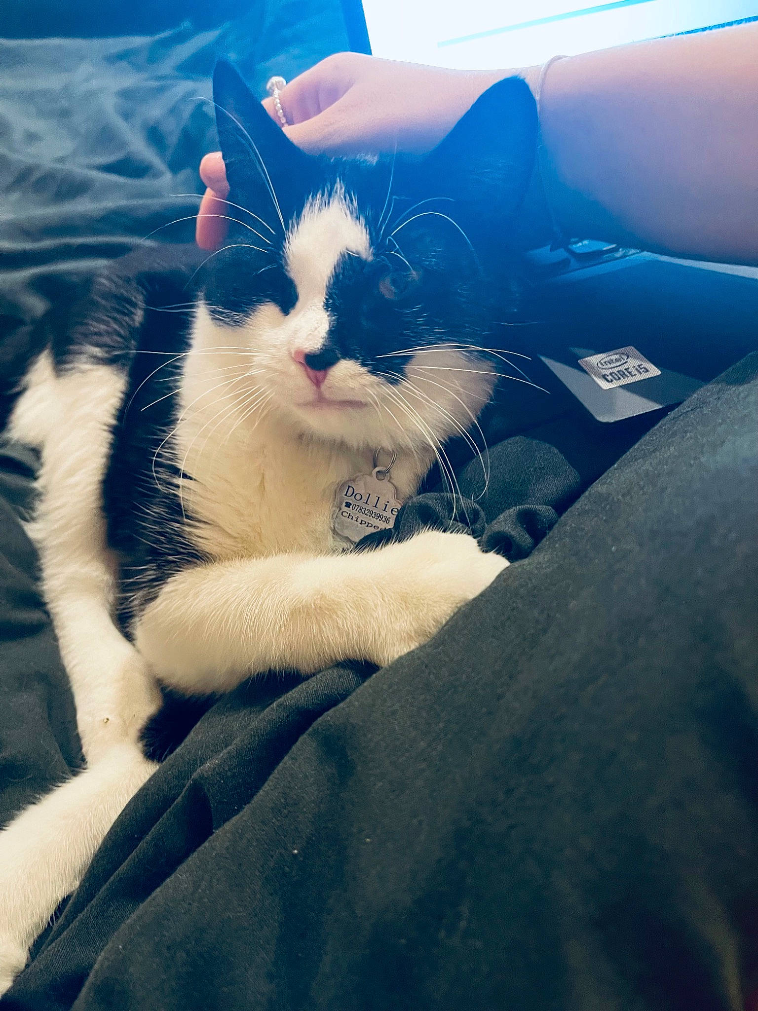 Dollie is registered to the contest to win money with this photo: carnivore, cat, cloud, comfort, domestic_short_haired_cat, electric_blue, eye, felidae, fur, grass, happy, light, paw, sky, small_to_medium_sized_cats, snout, sunlight, tail, tints_and_shades, whiskers