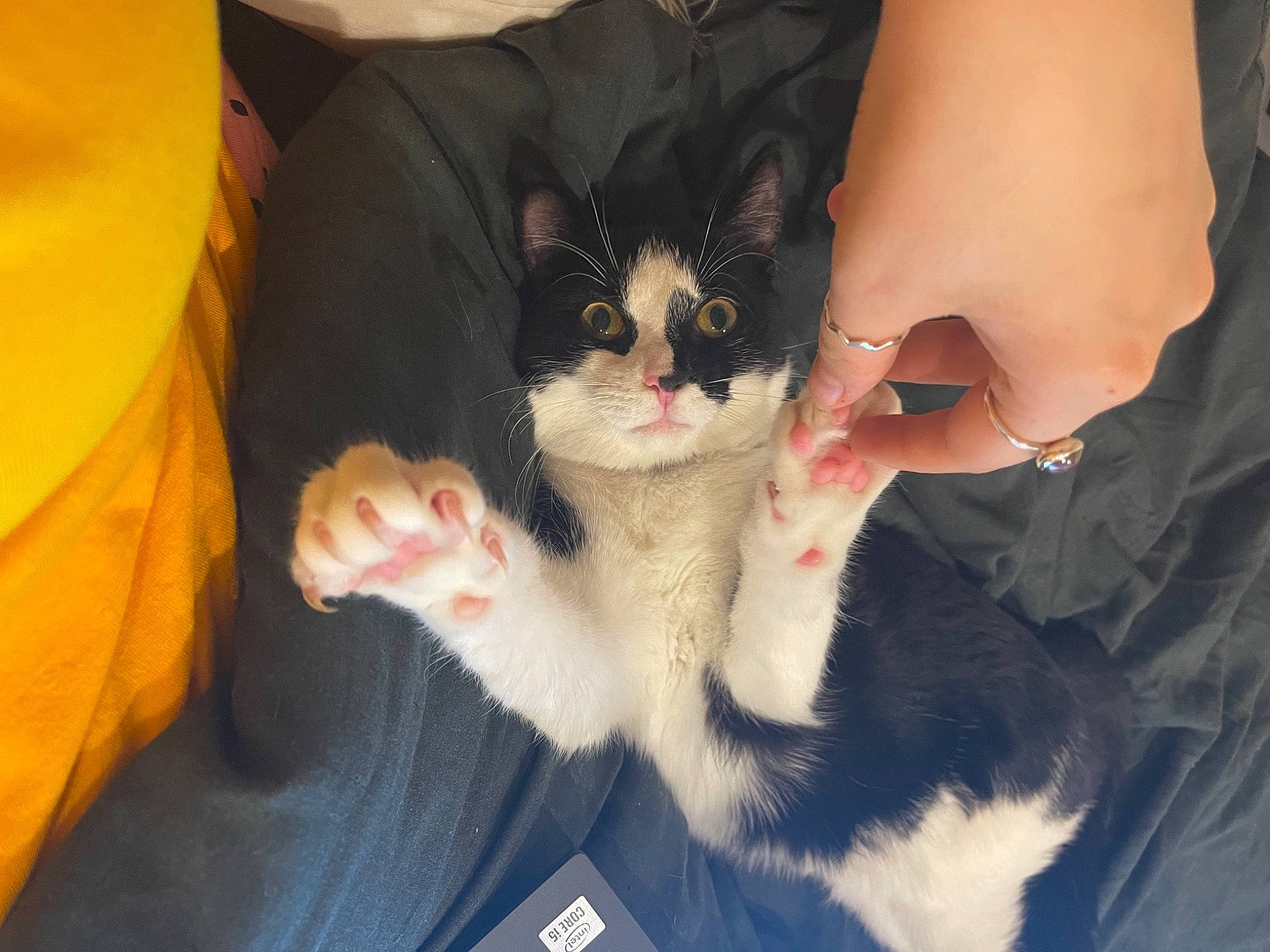 Dollie is registered to the contest to win money with this photo: carnivore, cat, comfort, couch, domestic_short_haired_cat, fawn, felidae, finger, foot, formal_wear, fur, gesture, hand, human_leg, iris, lap, nail, small_to_medium_sized_cats, tail, whiskers