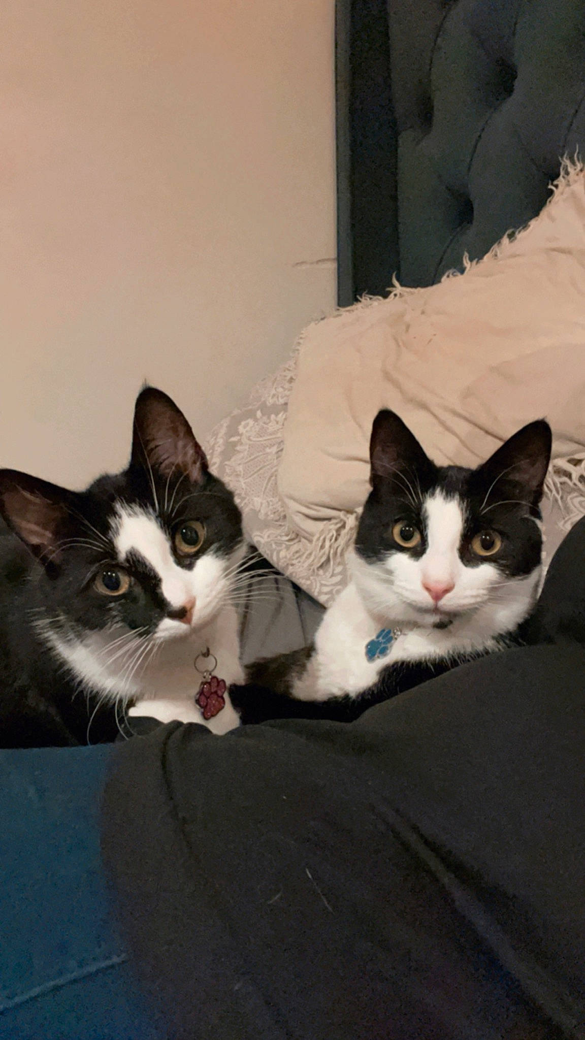 Dollie joined the competition — help win amazing prizes! box, carnivore, cat, comfort, domestic_short_haired_cat, felidae, fur, grey, monochrome_photography, nap, paw, sitting, small_to_medium_sized_cats, snout, tail, whiskers