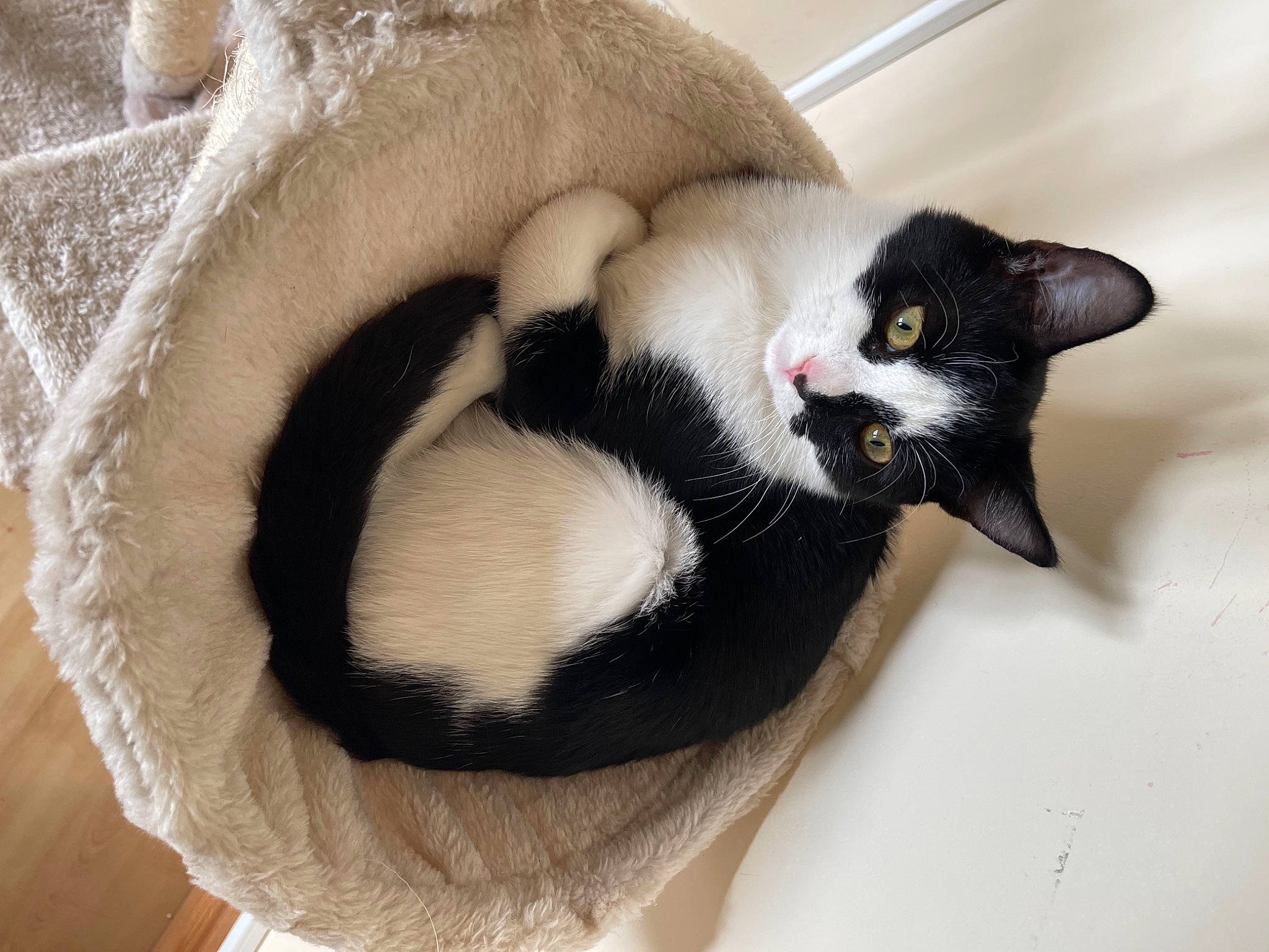 Dollie joined the competition — help win amazing prizes! beard, carnivore, cat, claw, comfort, domestic_short_haired_cat, eye, eyelash, felidae, fur, paw, plant, small_to_medium_sized_cats, snout, sunglasses, tail, tree, whiskers, wood