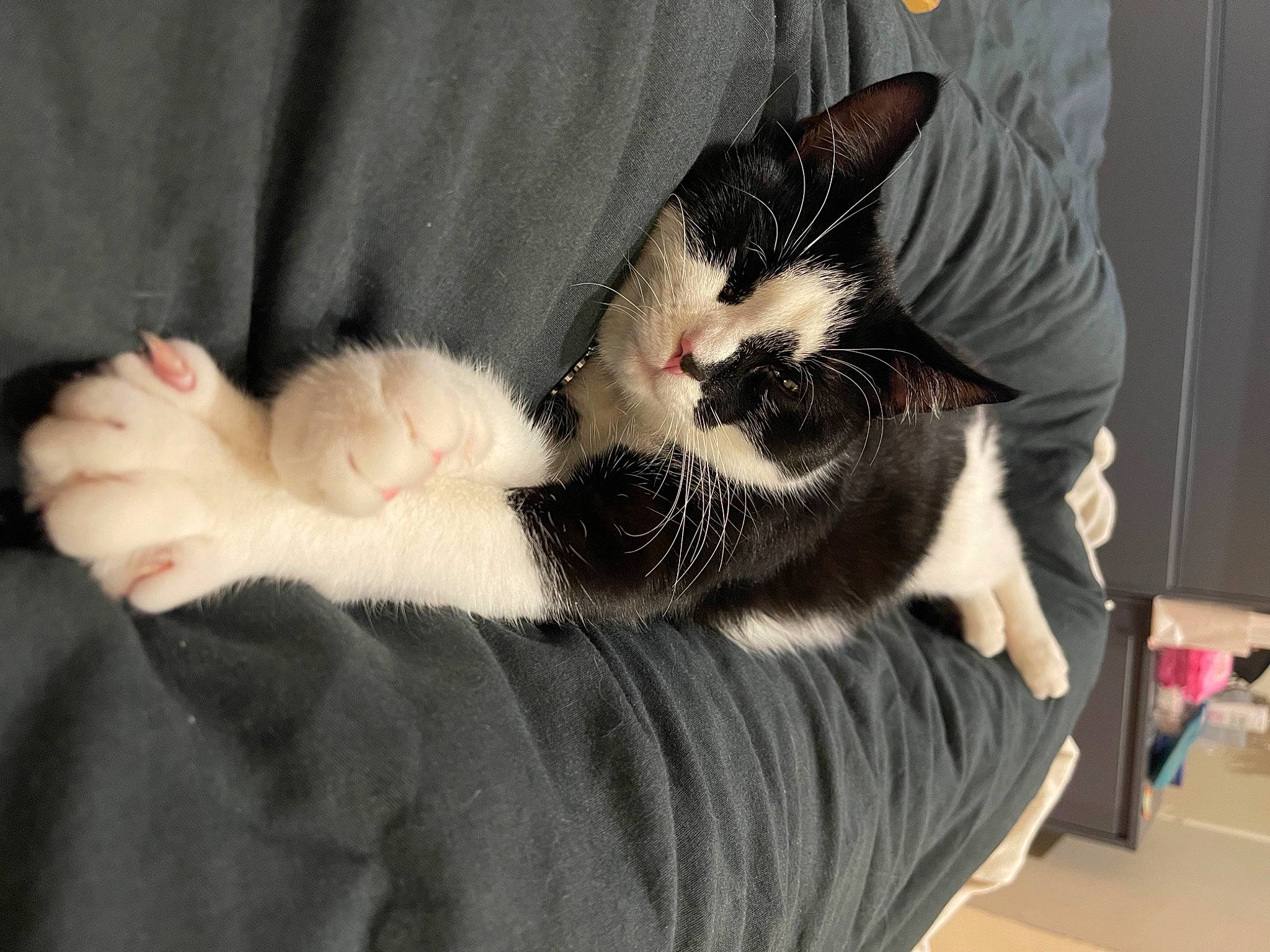 Dollie joined the competition — help win amazing prizes! canidae, carnivore, cat, claw, comfort, companion_dog, domestic_short_haired_cat, ear, felidae, fur, gesture, jaw, lap, leg, nail, paw, small_to_medium_sized_cats, snout, tail, whiskers