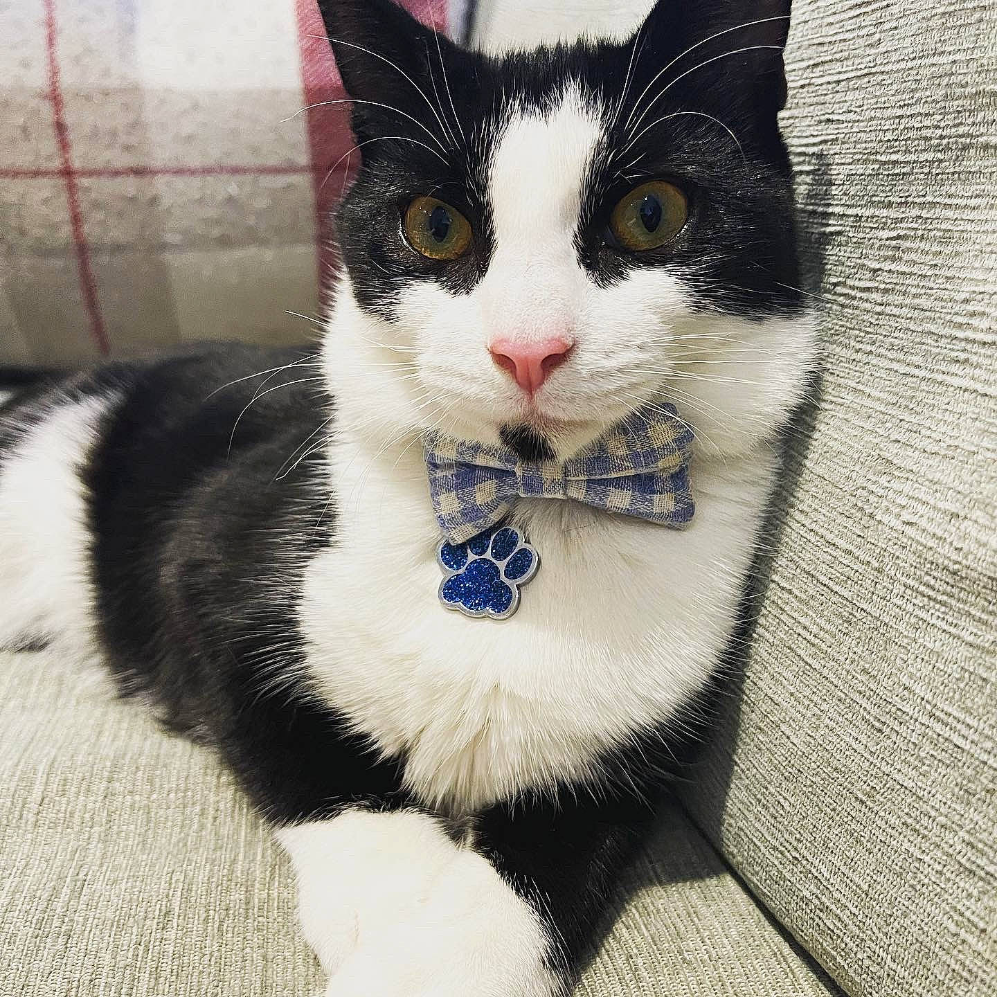 Duke is registered to the contest to win money with this photo: carnivore, cat, claw, comfort, domestic_short_haired_cat, electric_blue, eye, felidae, foot, fur, hair, head, iris, paw, sitting, small_to_medium_sized_cats, snout, tail, terrestrial_animal, whiskers