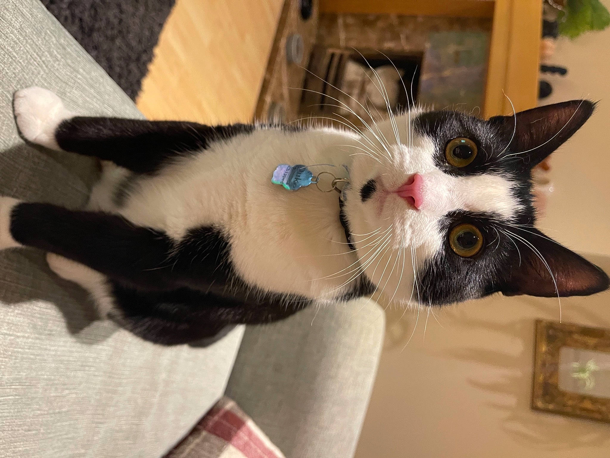 Duke is registered to the contest to win money with this photo: carnivore, cat, cat_furniture, cat_supply, claw, collar, domestic_short_haired_cat, fawn, felidae, fur, paw, small_to_medium_sized_cats, stuffed_toy, tail, whiskers