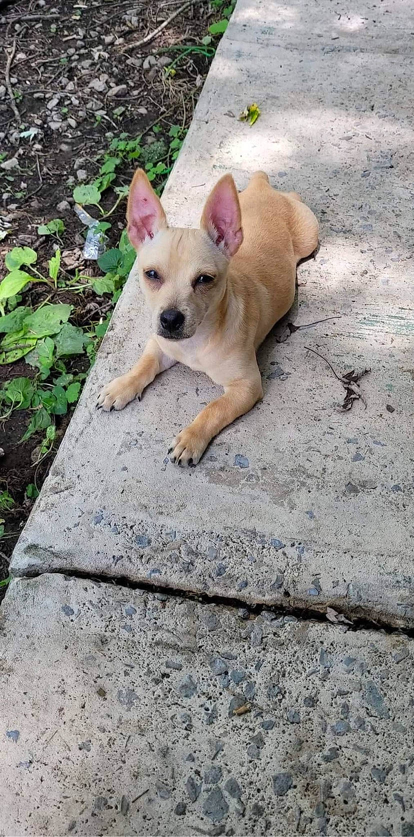 Pig joined the competition — help win amazing prizes! adventure, canidae, carnivore, chihuahua, collar, companion_dog, dog, dog_breed, dog_collar, dog_supply, fawn, non_sporting_group, paw, snout, sporting_group, street_dog, tail, terrestrial_animal, toy_dog, working_animal