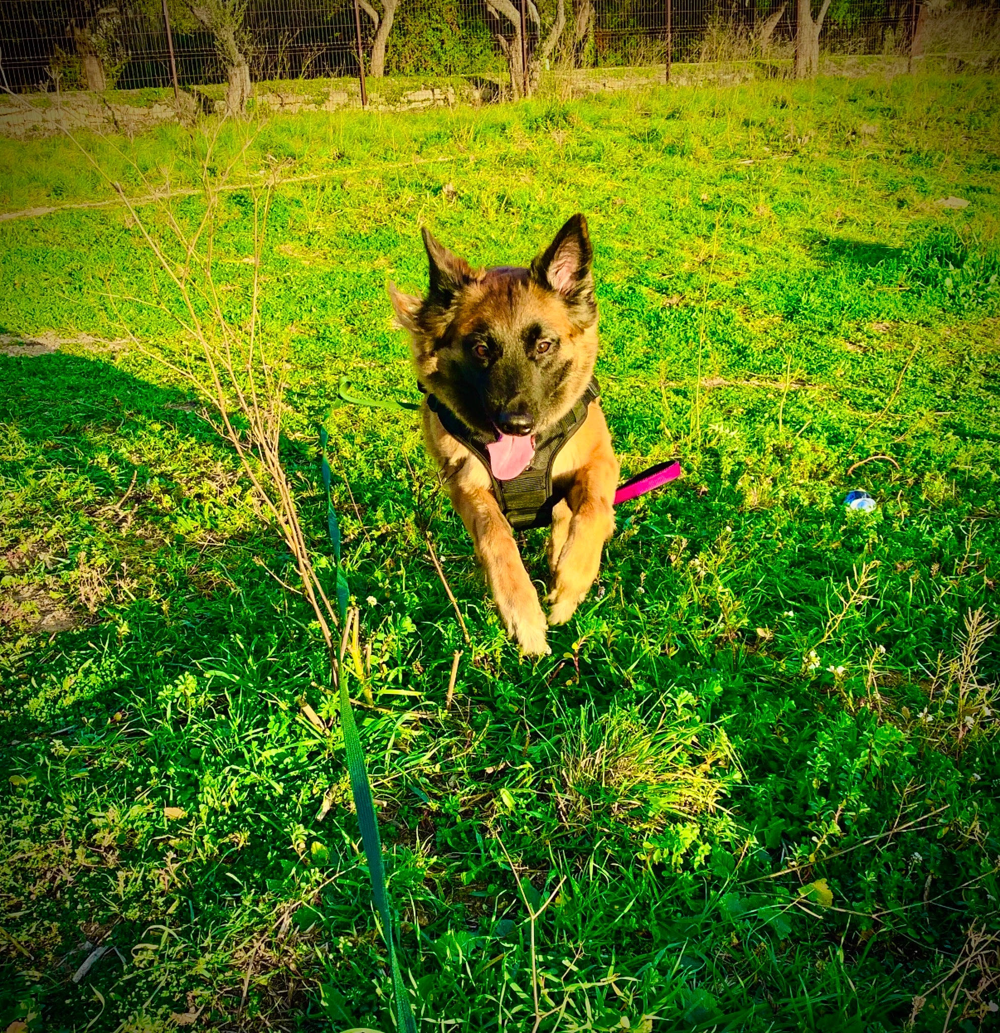 Maïla participe au concours pour gagner de l'argent avec cette photo : canidae, canis, carnivore, companion_dog, dog, dog_breed, east_european_shepherd, fawn, german_shepherd_dog, grass, grassland, groundcover, herding_dog, lawn, people_in_nature, plant, sporting_group, sunlight, terrestrial_animal, wolf