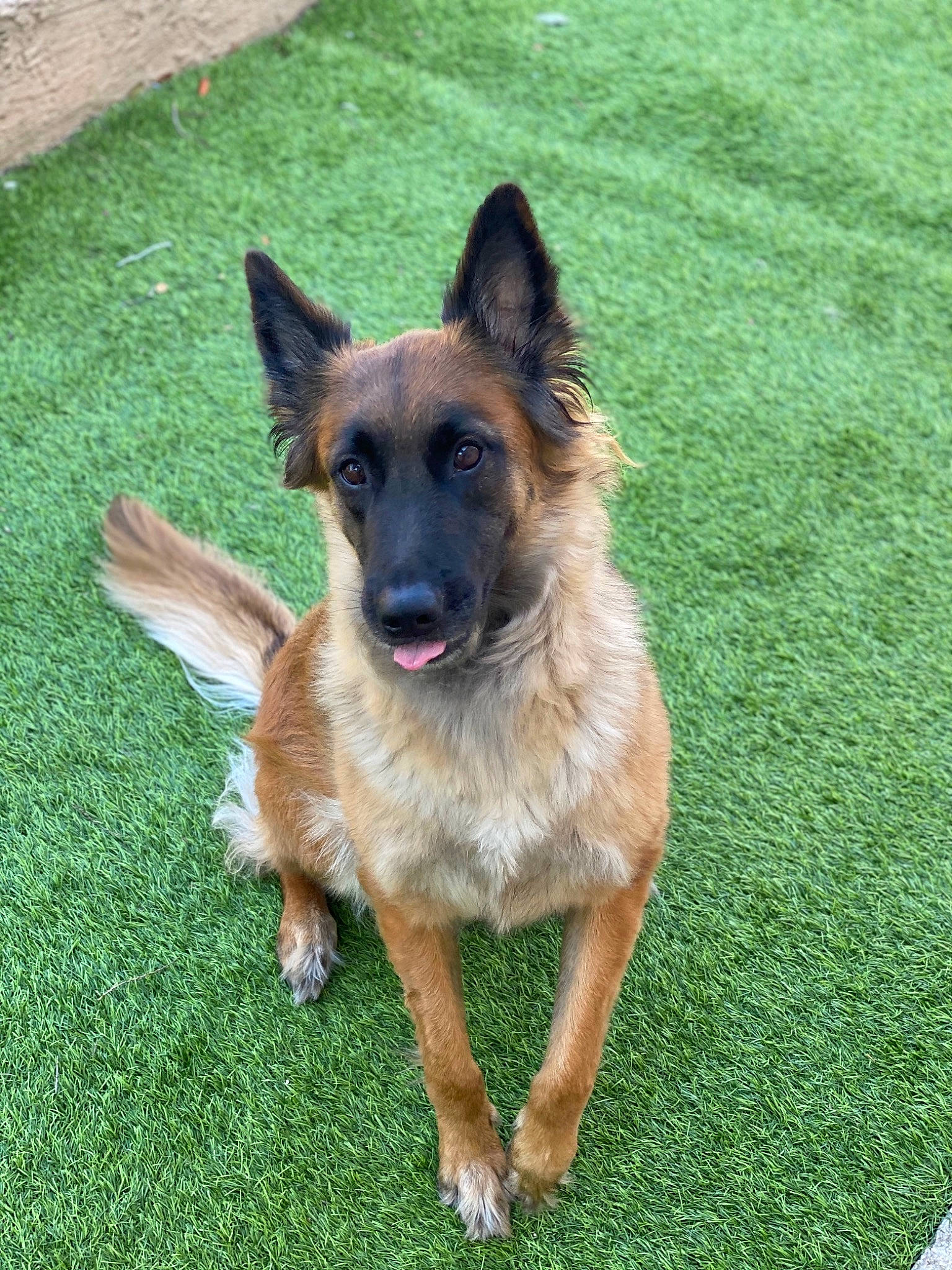 Maïla participe au concours pour gagner de l'argent avec cette photo : belgian_shepherd_malinois, canidae, carnivore, companion_dog, dog, dog_breed, east_european_shepherd, fawn, german_shepherd_dog, grass, herding_dog, king_shepherd, old_german_shepherd_dog, plant, snout, sporting_group, working_dog