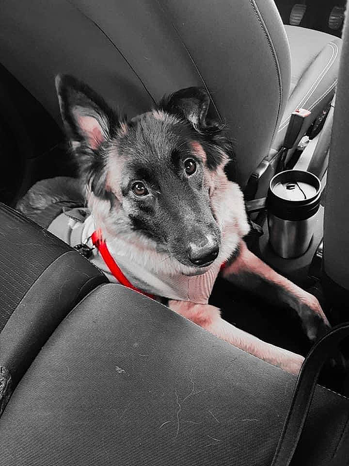 Maïla participe au concours pour gagner de l'argent avec cette photo : canidae, carnivore, collar, comfort, companion_dog, dog, dog_breed, dog_collar, grey, guard_dog, human_leg, monochrome, monochrome_photography, sitting, snout, sporting_group, style, texas_heeler, whiskers, working_animal