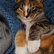 Skye joined the competition — help win amazing prizes! animal, blanket, blue, calico, cat, closeup, cozy, cute, domestic_cat, ears, feline, fur, indoor, paws, pet, relaxed, resting, sleepy, soft, whiskers
