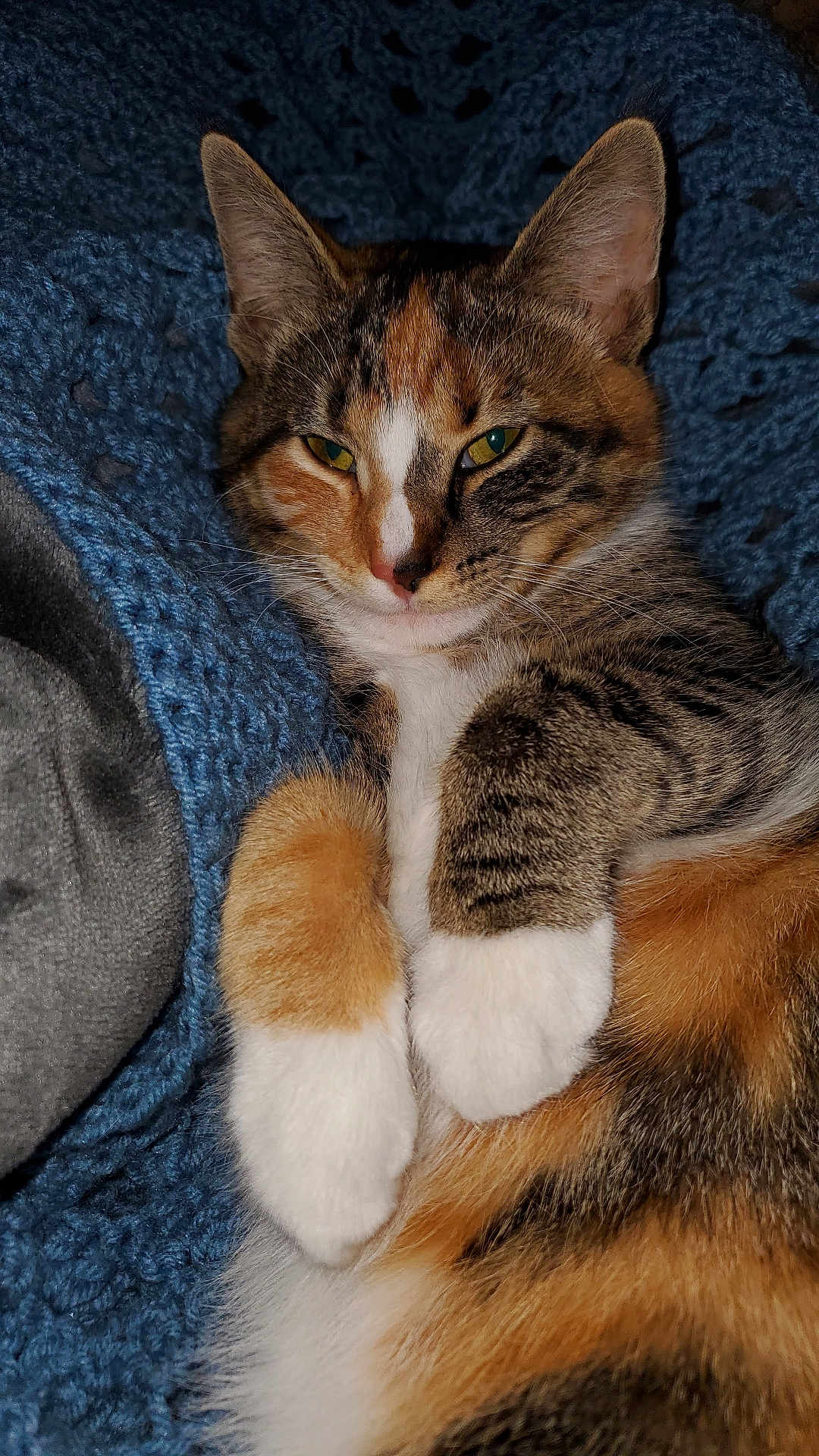 Skye joined the competition — help win amazing prizes! animal, blanket, blue, calico, cat, closeup, cozy, cute, domestic_cat, ears, feline, fur, indoor, paws, pet, relaxed, resting, sleepy, soft, whiskers