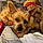 Alvin