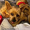 animal, bedroom, blanket, closeup, companion, cozy, cute, cute_face, dog, ear, fur, indoor, pet, relaxed, resting, sleepy, small_dog, soft, stuffed_toy, tongue