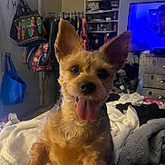 Alvin joined the competition — help win amazing prizes! animal, bag, bed, blanket, clothes, cozy, cute, dog, door, ears, furniture, happy, indoor, person_on_tv, pet, room, shelf, small_dog, television, tongue_out