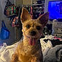 animal, bag, bed, blanket, clothes, cozy, cute, dog, door, ears, furniture, happy, indoor, person_on_tv, pet, room, shelf, small_dog, television, tongue_out