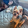 air_conditioner, animal, bed, blanket, casual, clothing, curtain, cute, dog, ears, face, fur, indoor, looking_up, pet, room, small_dog, snout, texture, window
