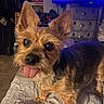 Alvin joined the competition — help win amazing prizes! dog, small_dog, tongue_out, pet, indoor, quilt, bedspread, fur, ears, animal, cute, curious, looking_at_camera, living_room, television, furniture, cozy, brown_fur, black_fur, companion