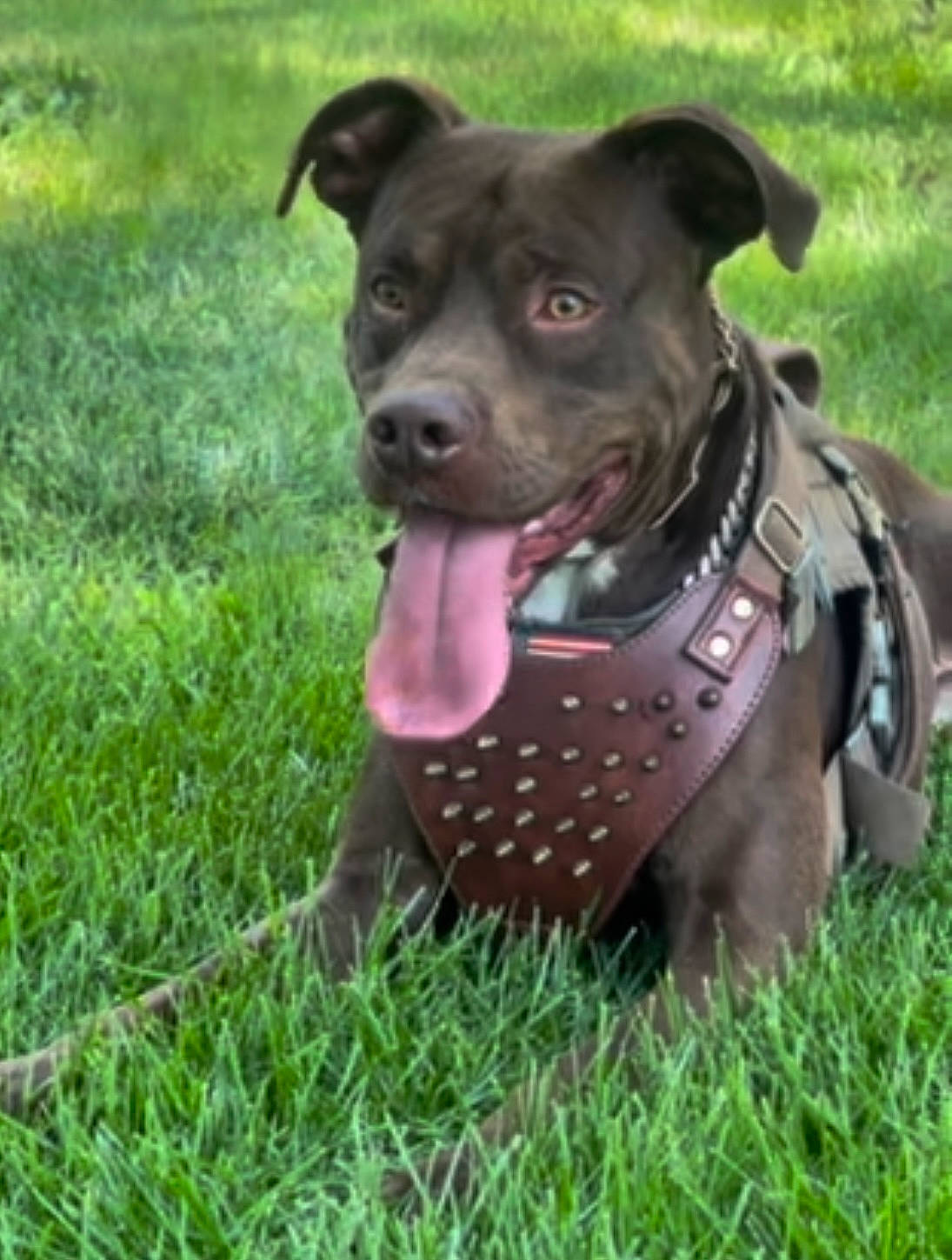 Kash is registered to the contest to win money with this photo: canidae, carnivore, collar, companion_dog, dog, dog_breed, dog_collar, dog_supply, fawn, grass, grassland, leash, pet_supply, plant, snout, sporting_group, terrestrial_animal, whiskers, working_animal, working_dog