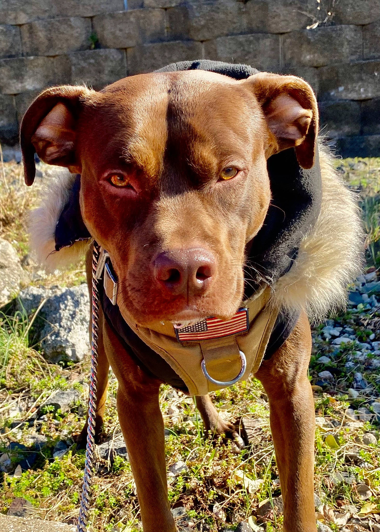 Kash is registered to the contest to win money with this photo: canidae, carnivore, collar, companion_dog, dog, dog_breed, dog_collar, eye, fawn, grass, landscape, liver, plant, snout, sporting_group, terrestrial_animal, whiskers, wildlife, working_animal, working_dog