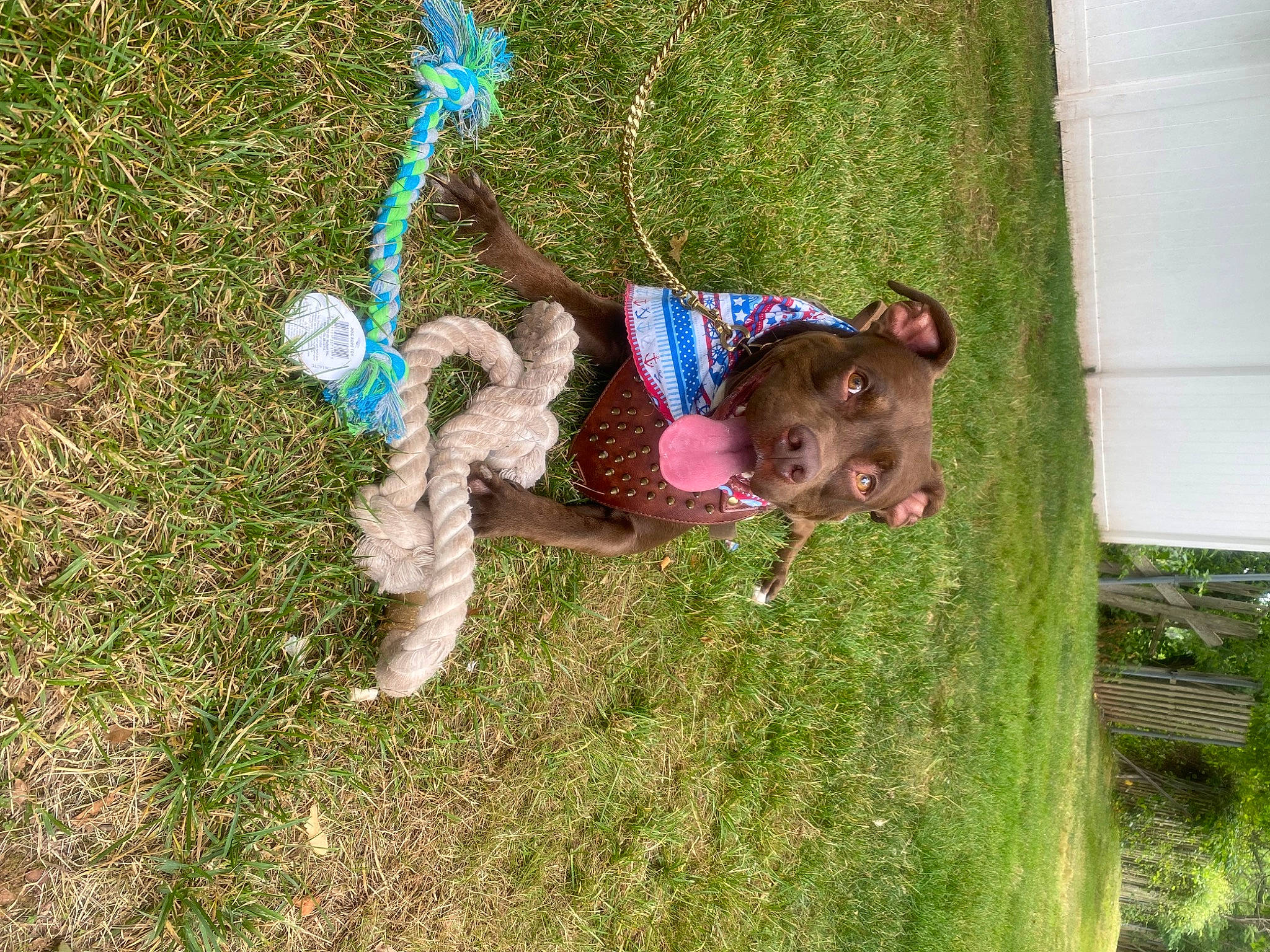 Kash is registered to the contest to win money with this photo: canidae, companion_dog, dog_breed, electric_blue, fashion_accessory, fawn, fun, grass, happy, leisure, people_in_nature, plant, sporting_group, tail, toy, tree