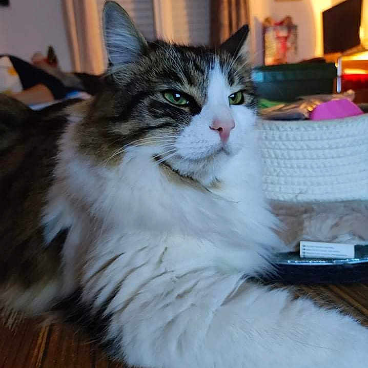 Rosie