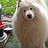 animal, black_eyes, dog, ears, fluffy, fur, garden, grass, long_hair, looking_at_camera, nose, outdoor, paving_stones, pet, photography, plant_pots, portrait, standing, water_bowl, white_dog