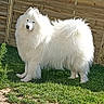 Tokyo participe au concours pour gagner de l'argent avec cette photo : animal, backyard, bright, canine, dog, fluffy, fur, garden, grass, large_dog, long_hair, outdoor, paws, pet, portrait, standing, sunlight, tail, white_dog, wooden_fence