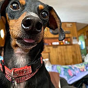 Sophia is registered to the contest to win money with this photo: animal, black_and_tan, blanket, canine, close_up, collar, curious, cute, dog, domestic, ears, fur, furniture, house, indoor, nose, pet, portrait, tag, tongue_out
