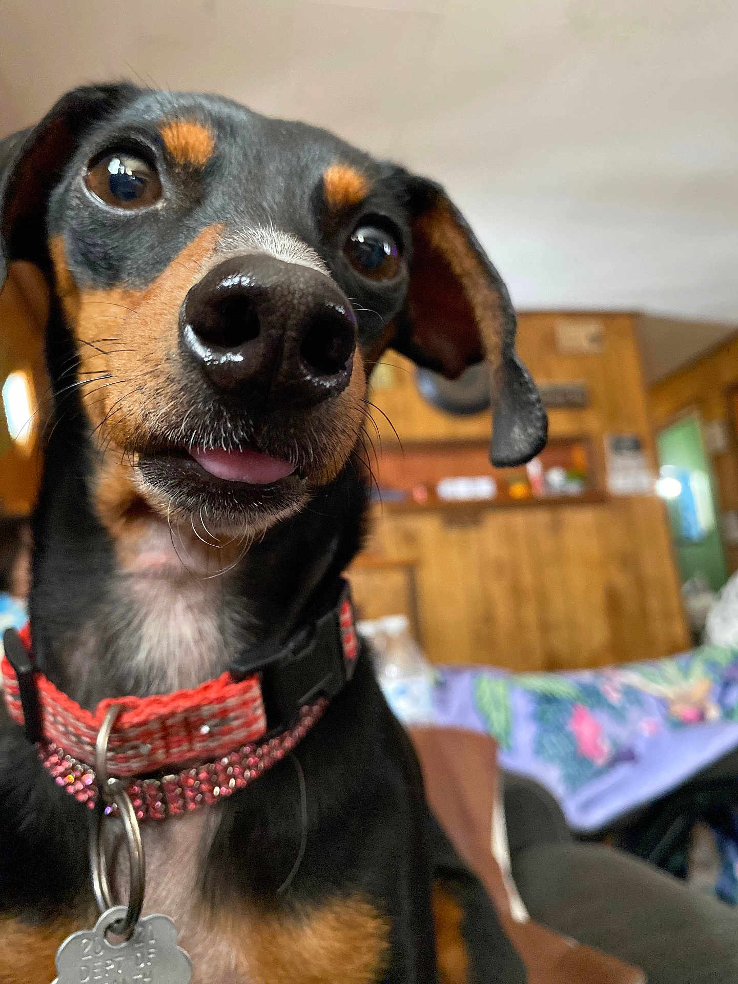 Sophia