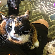 Millie is registered to the contest to win money with this photo: animal, black_dog, calico_cat, carpet, cat, companion, cozy, dog, friendly, fur, furniture, home, indoor, lap, pattern, person, pet, relaxing, sitting, whiskers