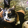 animal, black_dog, calico_cat, carpet, cat, companion, cozy, dog, friendly, fur, furniture, home, indoor, lap, pattern, person, pet, relaxing, sitting, whiskers