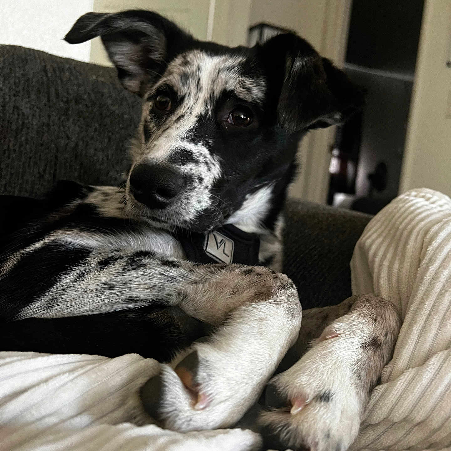 Darla is registered to the contest to win money with this photo: animal, black_and_white, blanket, canine, close_up, collar, comfortable, couch, dog, ears, fur, home, indoor, looking_away, paw, pet, portrait, relaxed, resting, speckled_fur