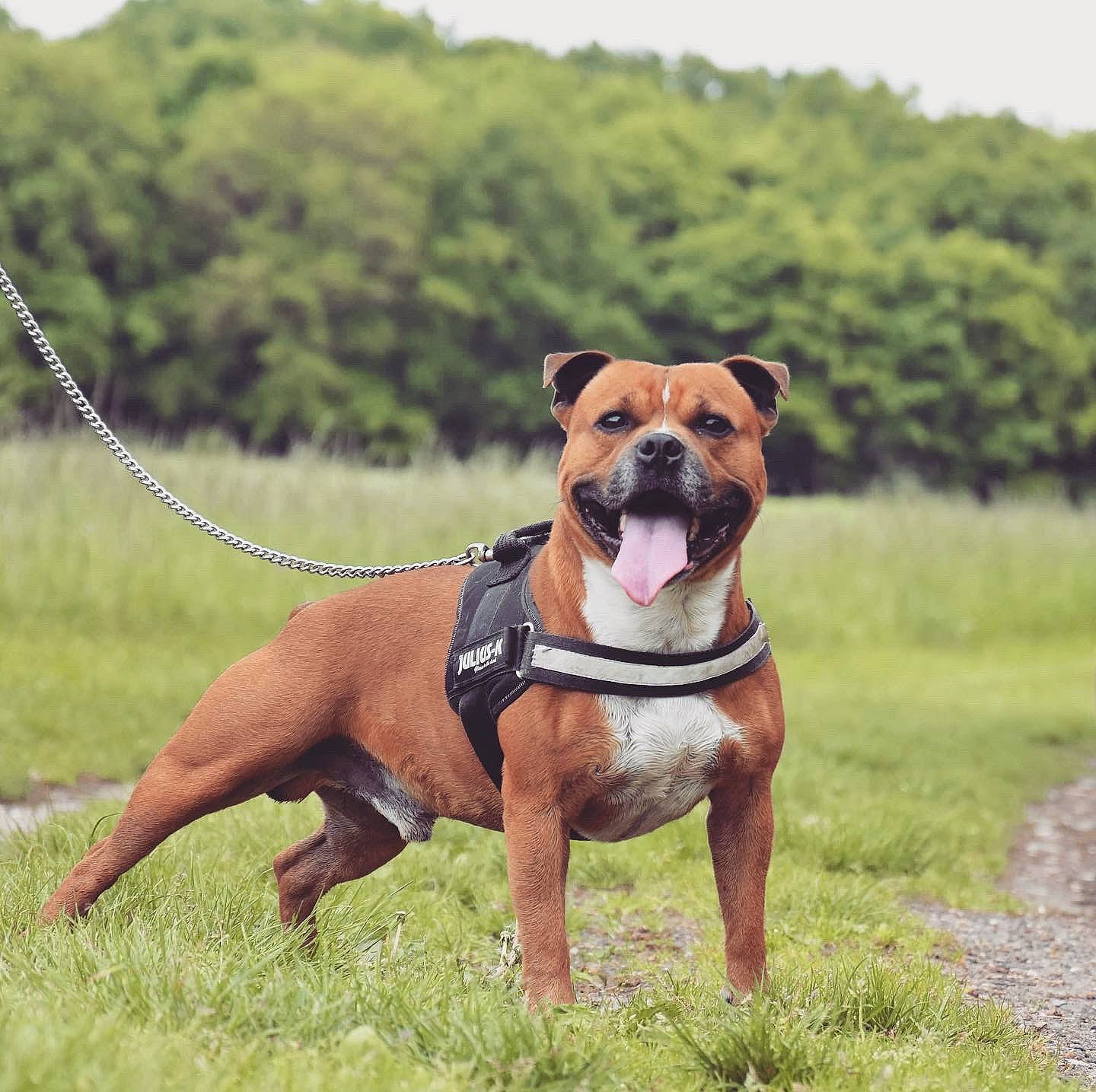 Lobo participe au concours pour gagner de l'argent avec cette photo : american_pit_bull_terrier, american_staffordshire_terrier, boerboel, bulldog, bullmastiff, canidae, carnivore, dog, dog_breed, fawn, mammal, molosser, non_sporting_group, olde_english_bulldogge, perro_de_presa_mallorquin, rare_breed_dog, renascence_bulldogge, snout, staffordshire_bull_terrier, vertebrate