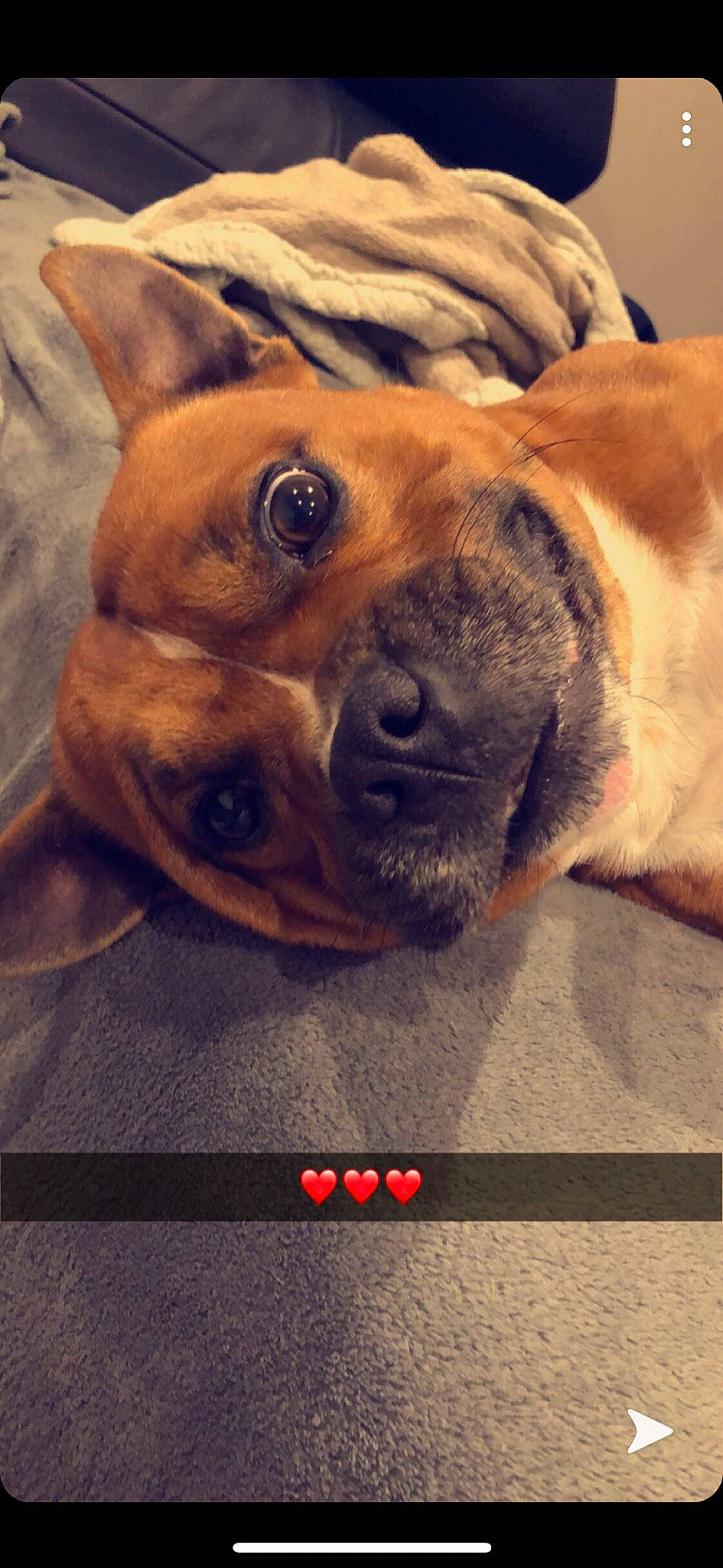 Lobo participe au concours pour gagner de l'argent avec cette photo : canidae, carnivore, companion_dog, dog, dog_breed, fawn, french_bulldog, nose, paw, puggle, puppy, puppy_love, snout, whiskers