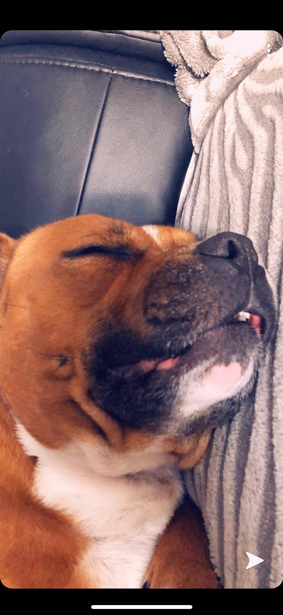 Lobo participe au concours pour gagner de l'argent avec cette photo : boerboel, bullmastiff, canidae, carnivore, companion_dog, dog, dog_breed, fawn, fila_brasileiro, korean_mastiff, mammal, nose, old_english_bulldog, ori_pei, rare_breed_dog, shar_pei, snout, tosa, vertebrate, wrinkle