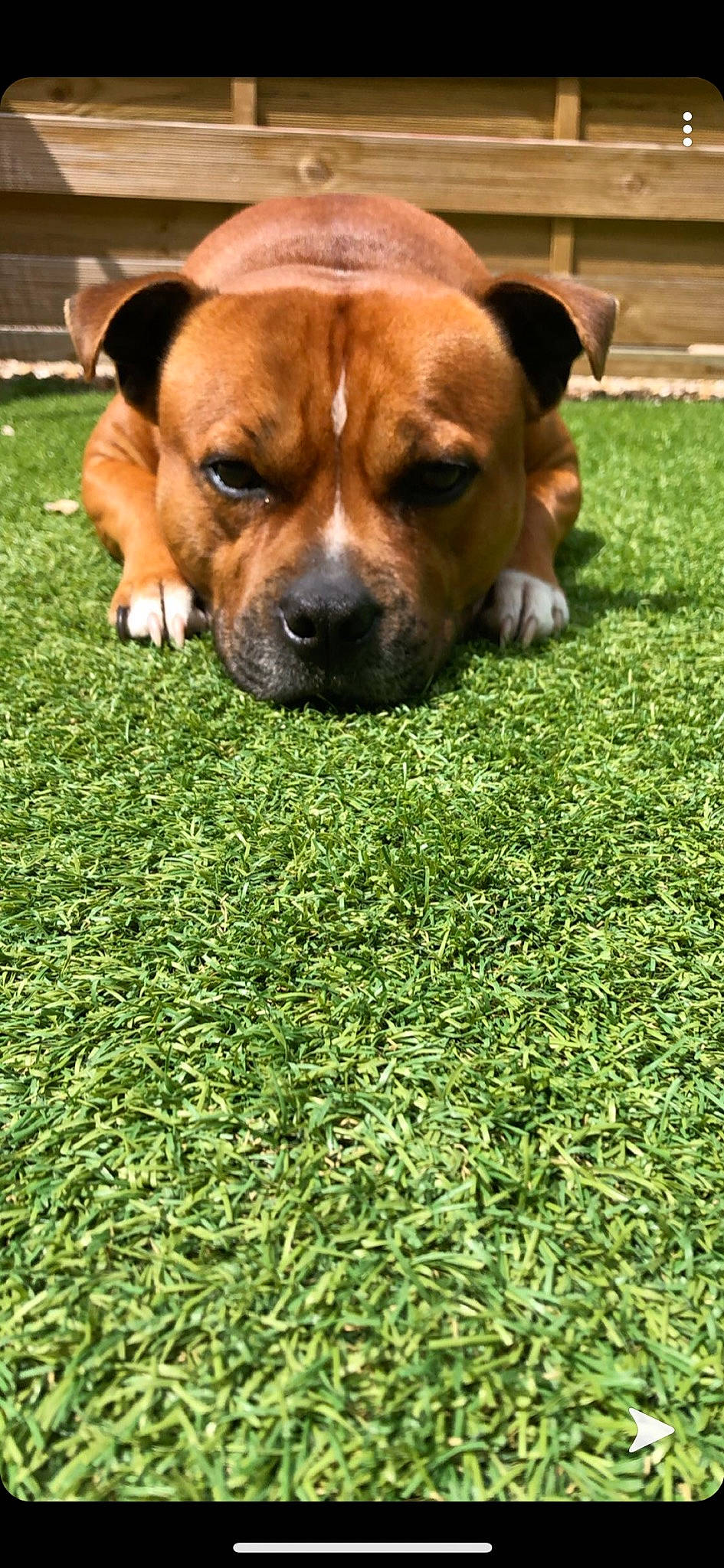 Lobo participe au concours pour gagner de l'argent avec cette photo : american_staffordshire_terrier, australian_bulldog, canidae, carnivore, companion_dog, dog, dog_breed, fawn, grass, lawn, mammal, non_sporting_group, plant, puppy, rare_breed_dog, snout, sporting_group, staffordshire_bull_terrier, vertebrate