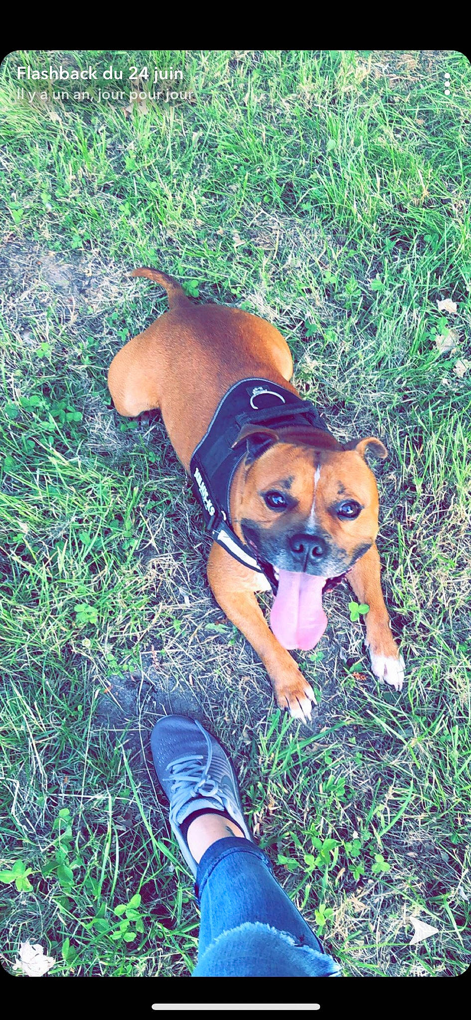 Lobo a rejoint le concours — aidez-le/la à gagner de superbes lots ! black_mouth_cur, boxer, canidae, carnivore, dog, dog_breed, fawn, grass, mammal, perro_de_presa_mallorquin, staffordshire_bull_terrier, vertebrate