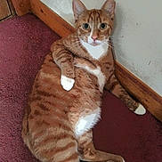 Cricket joined the competition — help win amazing prizes! cat, ginger_cat, tabby, pet, indoor, carpet, baseboard, wall, relaxed, belly, paw, white_patch, eyes, whiskers, looking_at_camera, portrait, screenshot, phone_ui, timestamp, home_interior