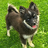 Volpi a rejoint le concours — aidez-le/la à gagner de superbes lots ! animal, canine, cockerspaniel, dog, eskimodog, field, grass, grassland, green, husky, lawn, nature, outdoors, papillon, park, pet, plant, puppy, vegetation, yard