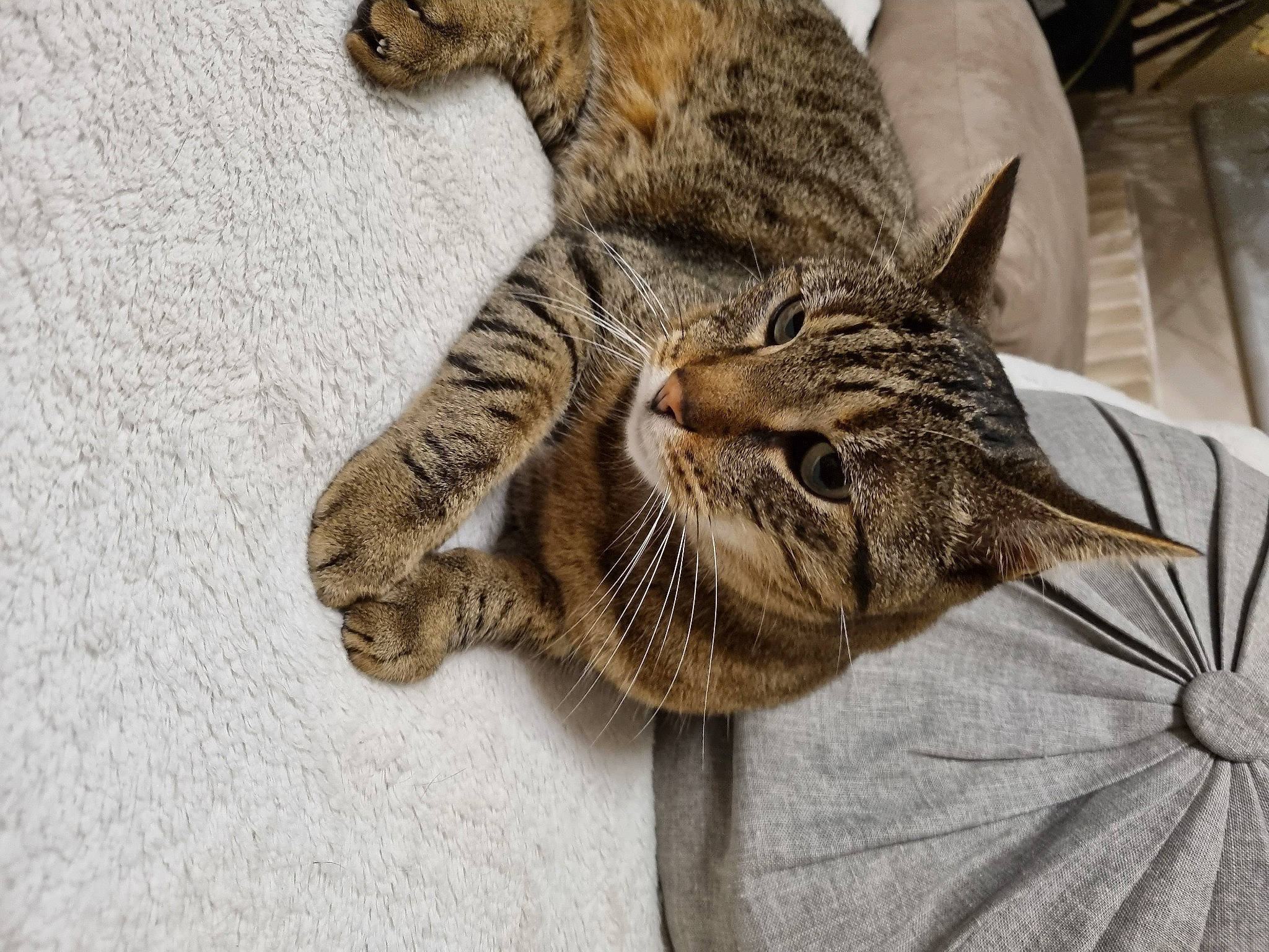 Moustique a rejoint le concours — aidez-le/la à gagner de superbes lots ! carnivore, cat, claw, domestic_short_haired_cat, felidae, fur, mammal, pattern, paw, small_to_medium_sized_cats, snout, tail, terrestrial_animal, whiskers, wildlife