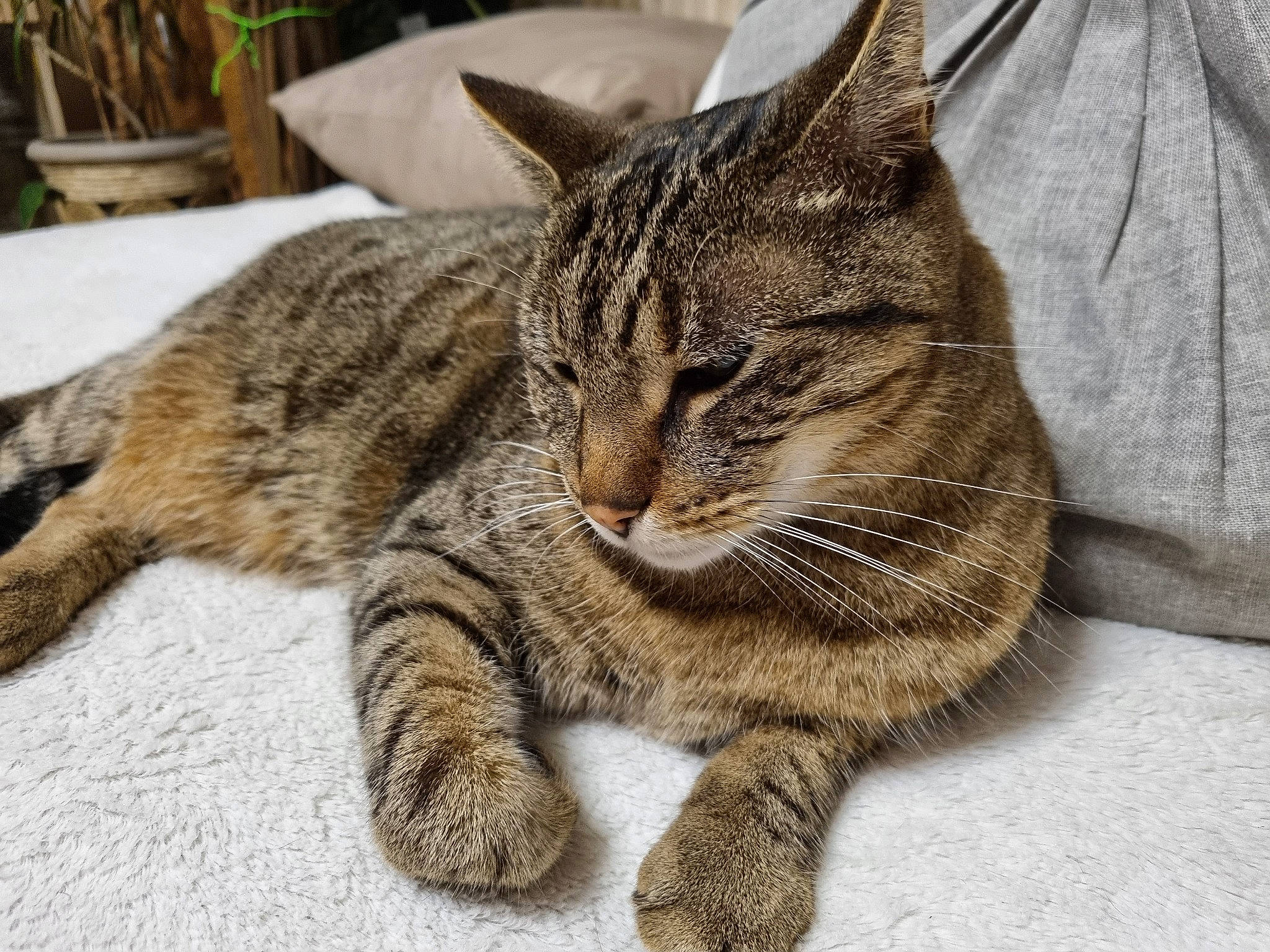 Moustique participe au concours pour gagner de l'argent avec cette photo : carnivore, cat, claw, event, felidae, fur, paw, plant, small_to_medium_sized_cats, snout, terrestrial_animal, whiskers