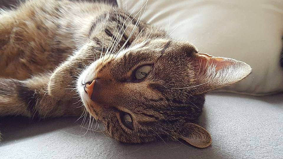 Moustique participe au concours pour gagner de l'argent avec cette photo : carnivore, cat, close_up, comfort, domestic_short_haired_cat, ear, eye, felidae, fur, macro_photography, paw, small_to_medium_sized_cats, snout, whiskers